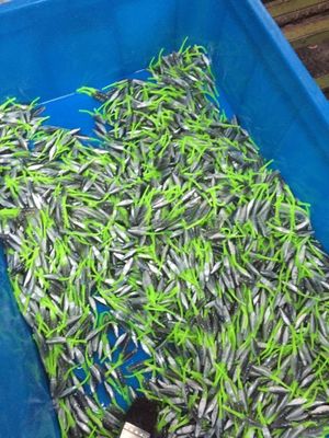 45T VÉRTICAL de la cebada de pescado máquina de moldeo por inyección de plástico para la producción de cebo de precisión